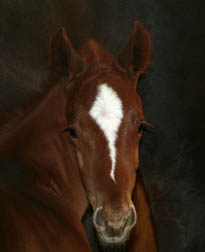 Thoroughbred Colt - Future Racehorse