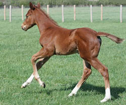Thoroughbred Colt - Future Racehorse