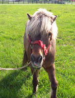 Pokey the barn pony - Shetland Pony