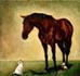 Horse care products for sale